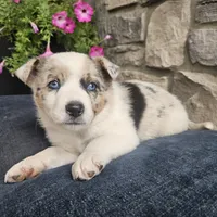 Junior, a male Australian Shepherd and Border Collie for sale in Kalona, IA – 6 of 7