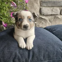 Jordan, a male Australian Shepherd and Border Collie for sale in Kalona, IA – 2 of 10