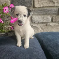 Martin, a male Australian Shepherd and Border Collie for sale in Kalona, IA – 5 of 6