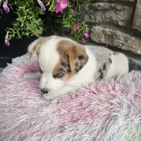 Cookie, a female Australian Shepherd and Border Collie for sale in Kalona, IA – 2 of 10