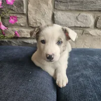 Starburst, a male Australian Shepherd and Border Collie for sale in Kalona, IA – 9 of 10