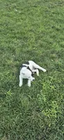 Rose, a female Australian Shepherd for sale in Kalona, IA – 5 of 5