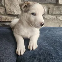 Starburst, a male Australian Shepherd and Border Collie for sale in Kalona, IA – 5 of 10