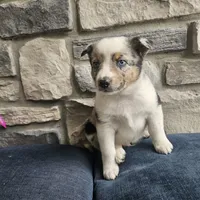 Jordan, a male Australian Shepherd and Border Collie for sale in Kalona, IA – 6 of 10