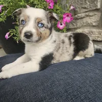 Jordan, a male Australian Shepherd and Border Collie for sale in Kalona, IA – 7 of 10