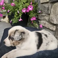 Junior, a male Australian Shepherd and Border Collie for sale in Kalona, IA – 7 of 7