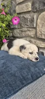 Atlas, a male Australian Shepherd and Border Collie for sale in Kalona, IA – 5 of 5