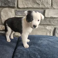 Buster, a male Australian Shepherd and Border Collie for sale in Kalona, IA – 3 of 5