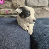 Buster, a male Australian Shepherd and Border Collie for sale in Kalona, IA – 1 of 5