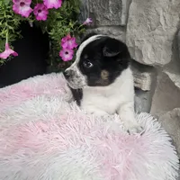Blossom, a female Australian Shepherd and Border Collie for sale in Kalona, IA – 9 of 10