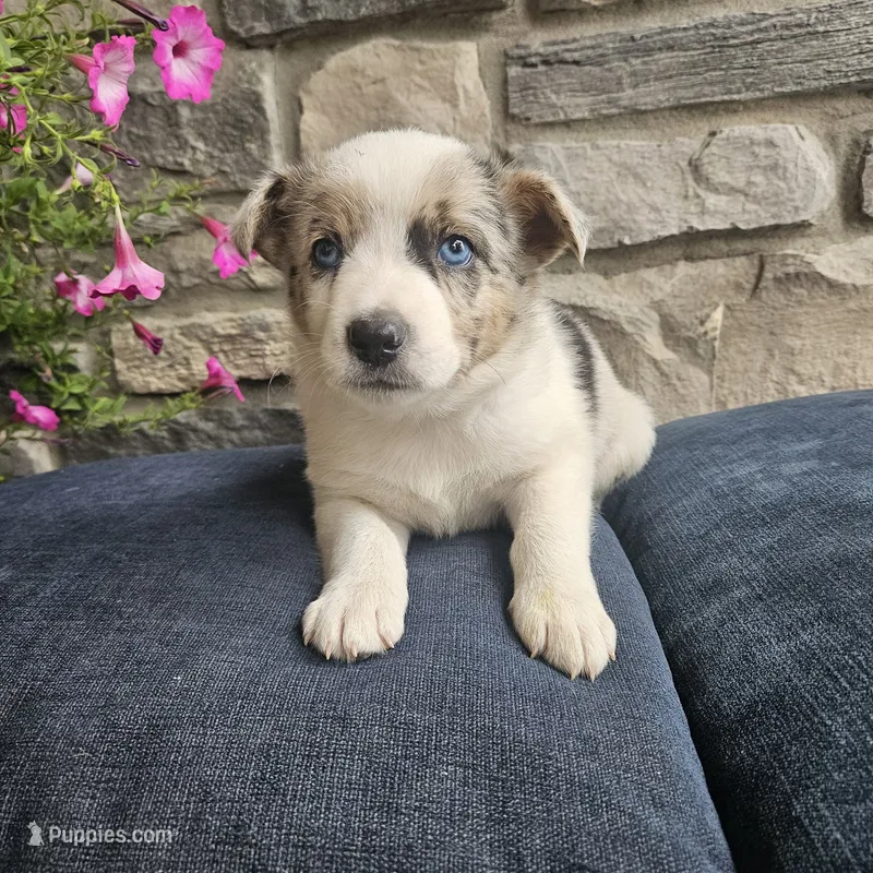 Junior – Australian Shepherd, Border Collie puppy for sale in Kalona, IA
