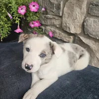 Starburst, a male Australian Shepherd and Border Collie for sale in Kalona, IA – 2 of 10