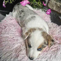 Cookie, a female Australian Shepherd and Border Collie for sale in Kalona, IA – 10 of 10