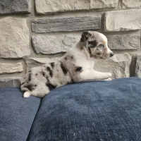 Jordan, a male Australian Shepherd and Border Collie for sale in Kalona, IA – 4 of 10