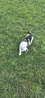 Rose, a female Australian Shepherd for sale in Kalona, IA – 4 of 5