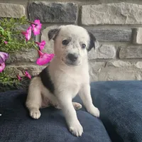 Martin, a male Australian Shepherd and Border Collie for sale in Kalona, IA – 2 of 6