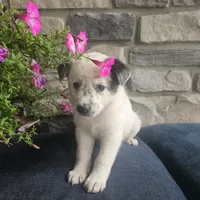 Martin, a male Australian Shepherd and Border Collie for sale in Kalona, IA – 4 of 6