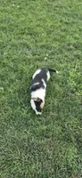 Rose, a female Australian Shepherd for sale in Kalona, IA – 3 of 5