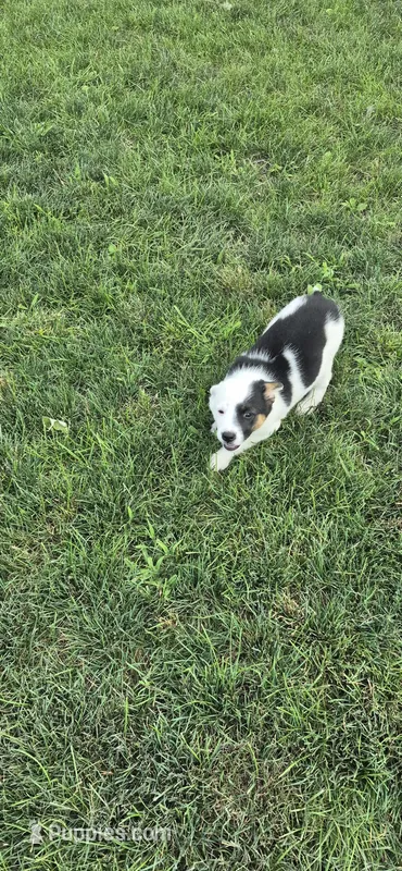 Rose – Australian Shepherd puppy for sale in Kalona, IA