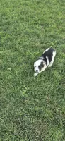 Rose, a female Australian Shepherd for sale in Kalona, IA – 1 of 5
