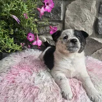 Blossom, a female Australian Shepherd and Border Collie for sale in Kalona, IA – 6 of 10
