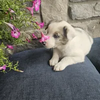 Starburst, a male Australian Shepherd and Border Collie for sale in Kalona, IA – 3 of 10