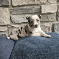 Jordan, a male Australian Shepherd and Border Collie for sale in Kalona, IA – 10 of 10
