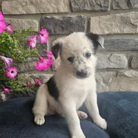 Martin, a male Australian Shepherd and Border Collie for sale in Kalona, IA – 3 of 6