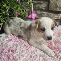 Cookie, a female Australian Shepherd and Border Collie for sale in Kalona, IA – 7 of 10