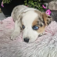 Cookie, a female Australian Shepherd and Border Collie for sale in Kalona, IA – 8 of 10