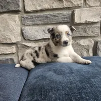 Jordan, a male Australian Shepherd and Border Collie for sale in Kalona, IA – 9 of 10