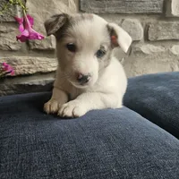 Starburst, a male Australian Shepherd and Border Collie for sale in Kalona, IA – 4 of 10