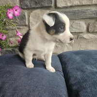 Buster, a male Australian Shepherd and Border Collie for sale in Kalona, IA – 4 of 5