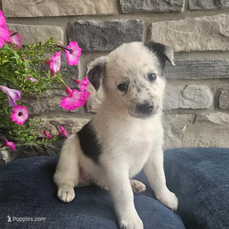 Martin – Australian Shepherd, Border Collie puppy for sale in Kalona, IA