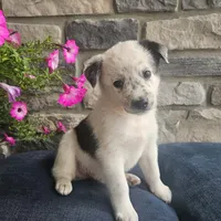 Martin, a male Australian Shepherd and Border Collie for sale in Kalona, IA – 1 of 6