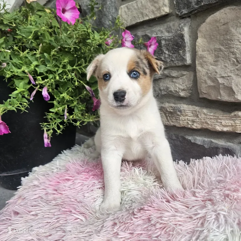 Cookie – Australian Shepherd, Border Collie puppy for sale in Kalona, IA