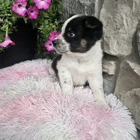 Blossom, a female Australian Shepherd and Border Collie for sale in Kalona, IA – 4 of 10