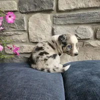 Jordan, a male Australian Shepherd and Border Collie for sale in Kalona, IA – 5 of 10