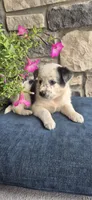 Atlas, a male Australian Shepherd and Border Collie for sale in Kalona, IA – 2 of 5