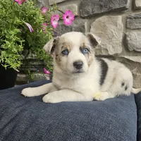 Junior, a male Australian Shepherd and Border Collie for sale in Kalona, IA – 4 of 7