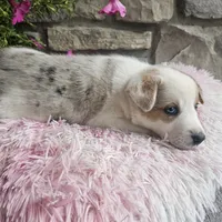 Cookie, a female Australian Shepherd and Border Collie for sale in Kalona, IA – 9 of 10