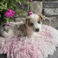 Cookie, a female Australian Shepherd and Border Collie for sale in Kalona, IA – 5 of 10