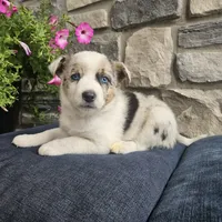 Junior, a male Australian Shepherd and Border Collie for sale in Kalona, IA – 5 of 7