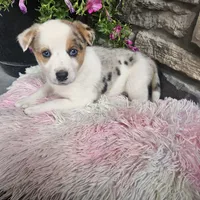 Cookie, a female Australian Shepherd and Border Collie for sale in Kalona, IA – 3 of 10