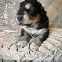 704 Crazy Alice, a female Central Asian Shepherd for sale in Marshville, NC – Photo 3 of 9