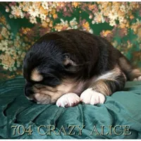 704 Crazy Alice, a female Central Asian Shepherd for sale in Marshville, NC – Photo 4 of 9