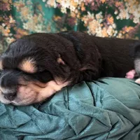 704 Crazy Alice, a female Central Asian Shepherd for sale in Marshville, NC – Photo 8 of 9