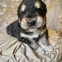 704 Crazy Alice, a female Central Asian Shepherd for sale in Marshville, NC – Photo 1 of 9