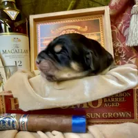 704 Crazy Alice, a female Central Asian Shepherd for sale in Marshville, NC – Photo 5 of 9