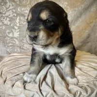 704 Crazy Alice, a female Central Asian Shepherd for sale in Marshville, NC – Photo 2 of 9